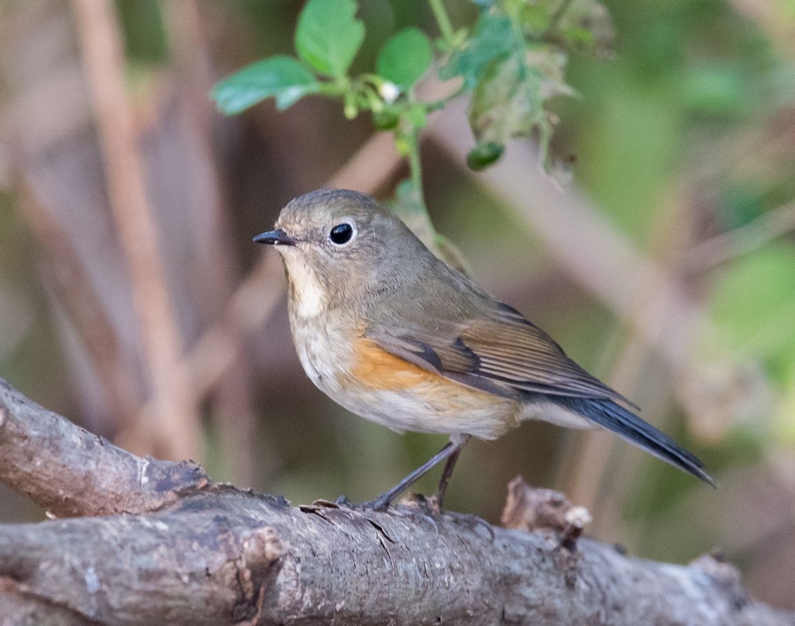Red-flanked Bluetail - ML74334081