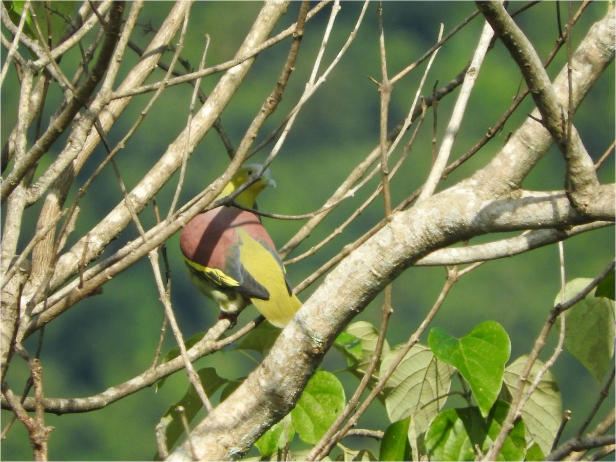 Ashy-headed Green-Pigeon - Subbu Subramanya