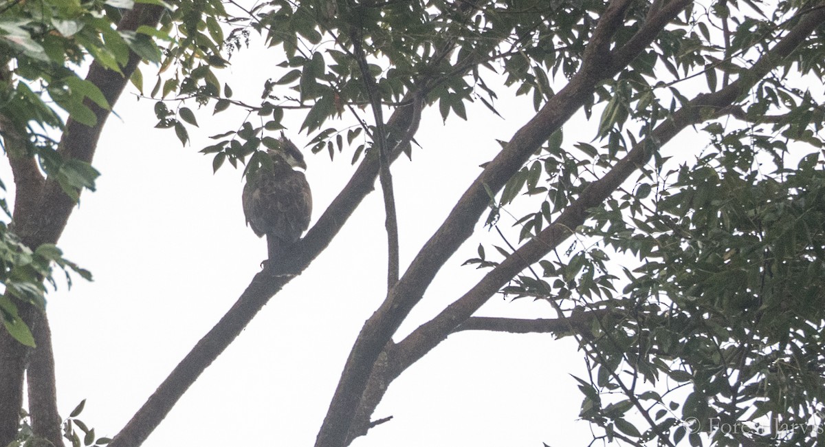 Rufous-bellied Eagle - Forest Botial-Jarvis