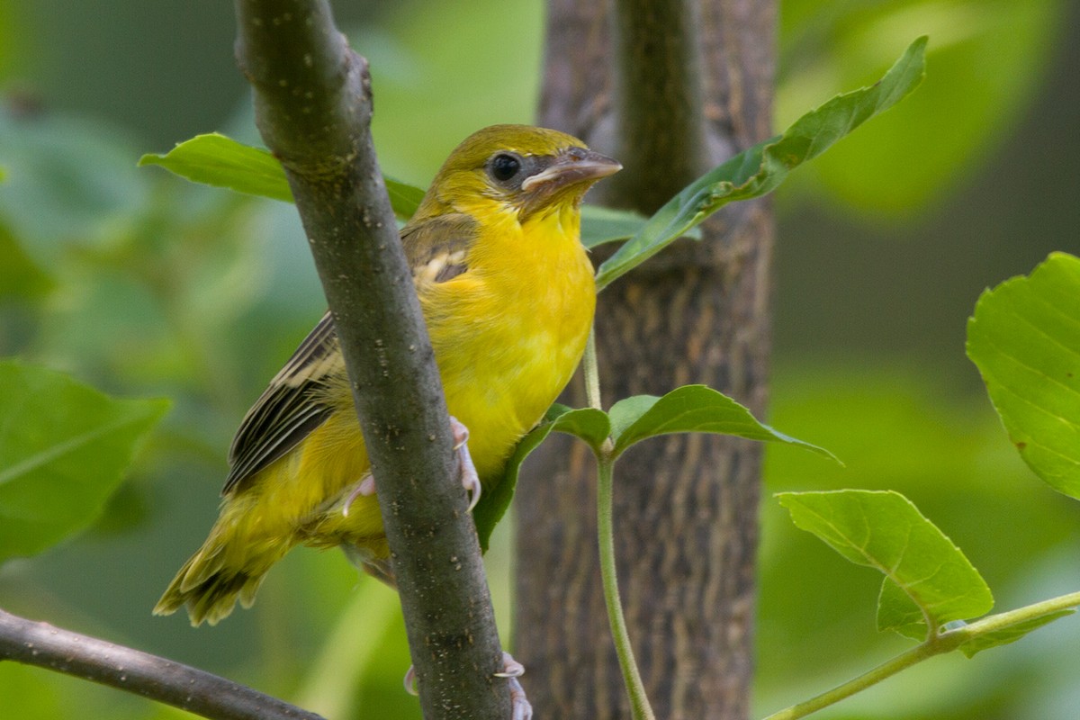 Orchard Oriole - ML74337351