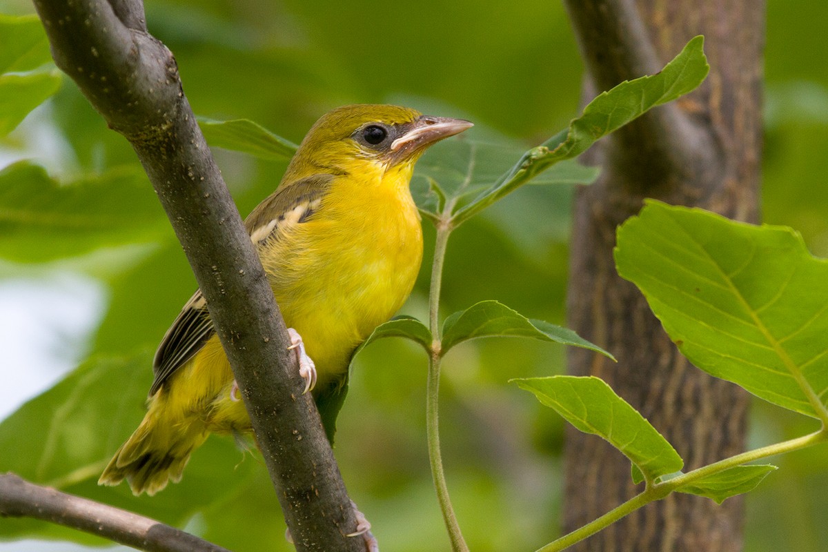 Orchard Oriole - ML74337361