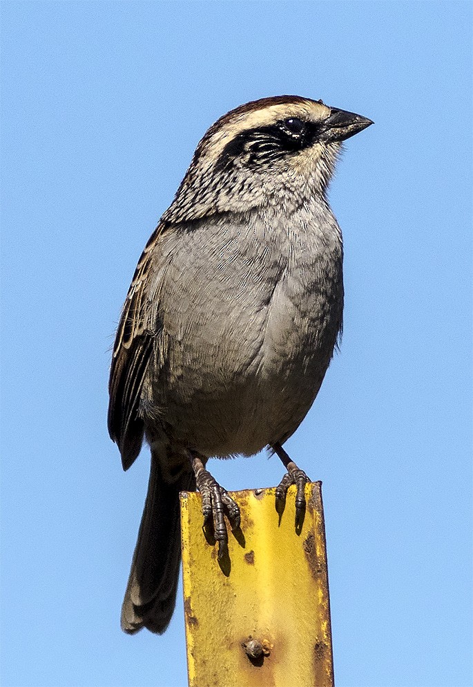 Striped Sparrow - Brad Singer