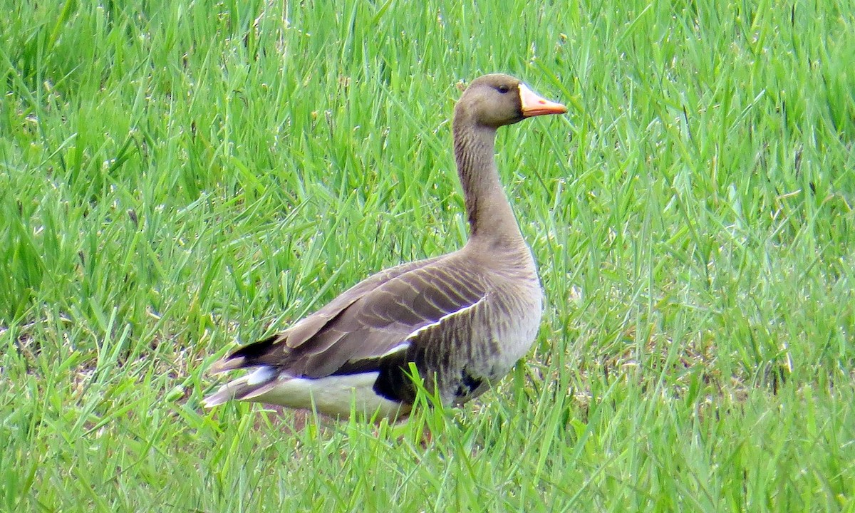 Greater White-fronted Goose - John G Woods