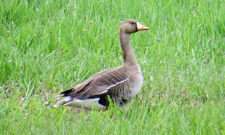 Greater White-fronted Goose, ML74341521