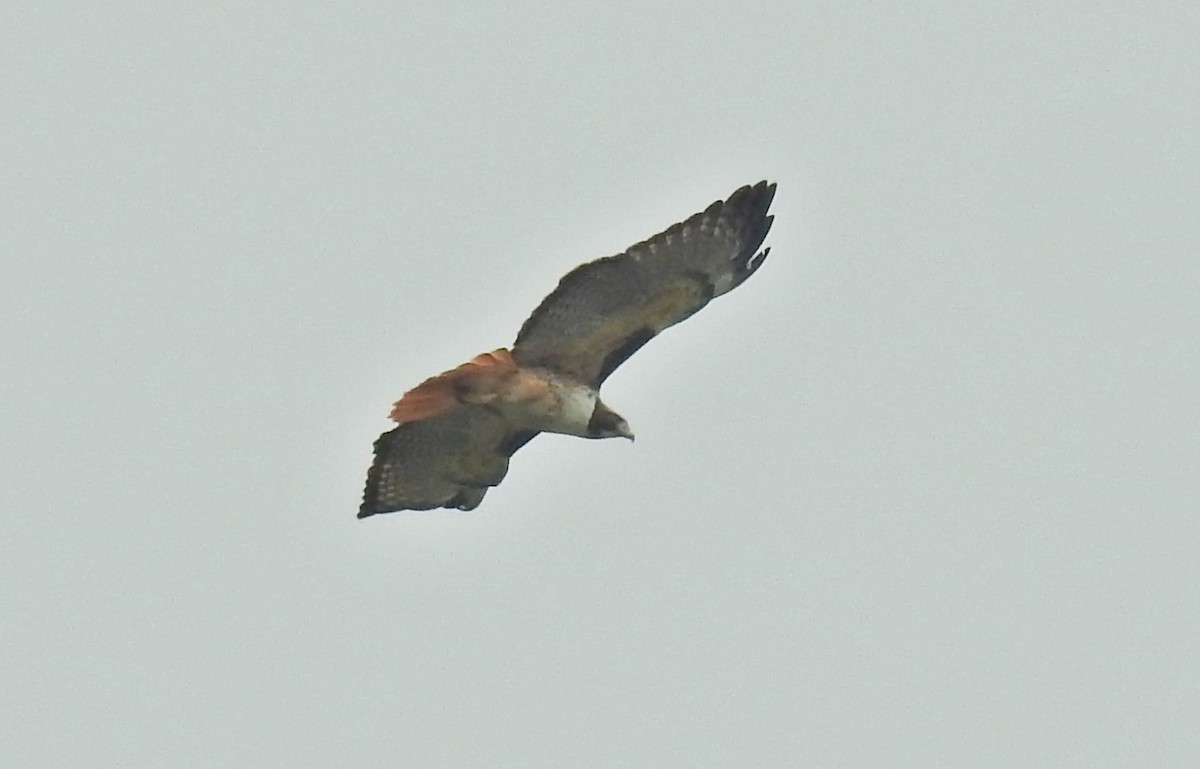 Red-tailed Hawk (kemsiesi/hadropus) - ML74343821