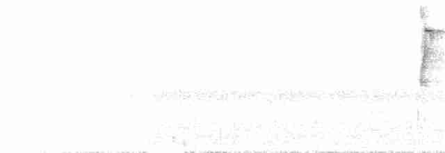 Мухоїд світлогорлий (підвид peruvianus) - ML74344231