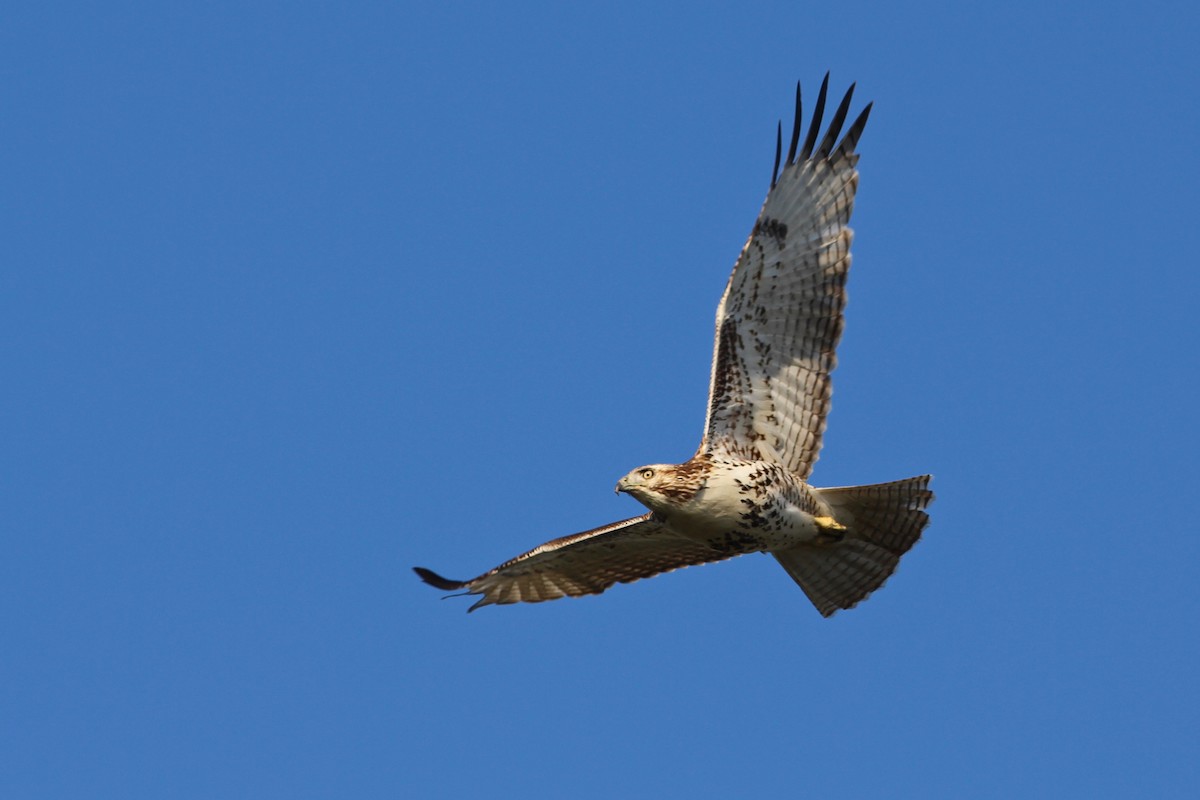 Red-tailed Hawk (Krider's) - ML74345001
