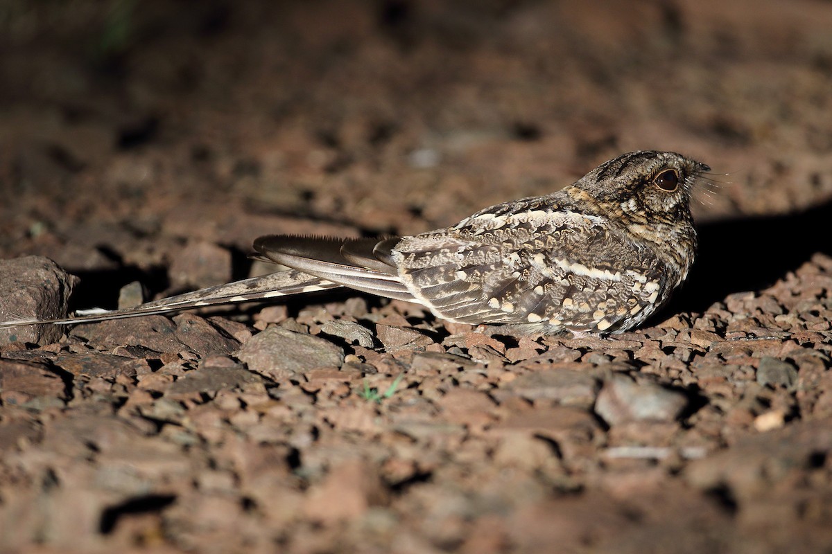 Scissor-tailed Nightjar - Martjan Lammertink