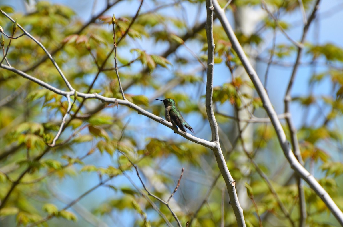 Ruby-throated Hummingbird - Jay Watson