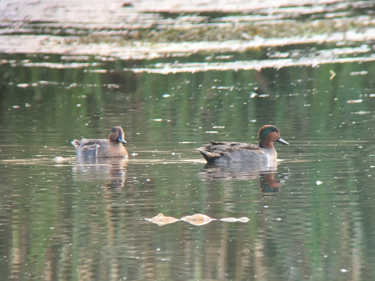 Green-winged Teal - ML74345931