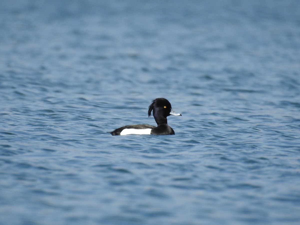 Tufted Duck - ML74349391