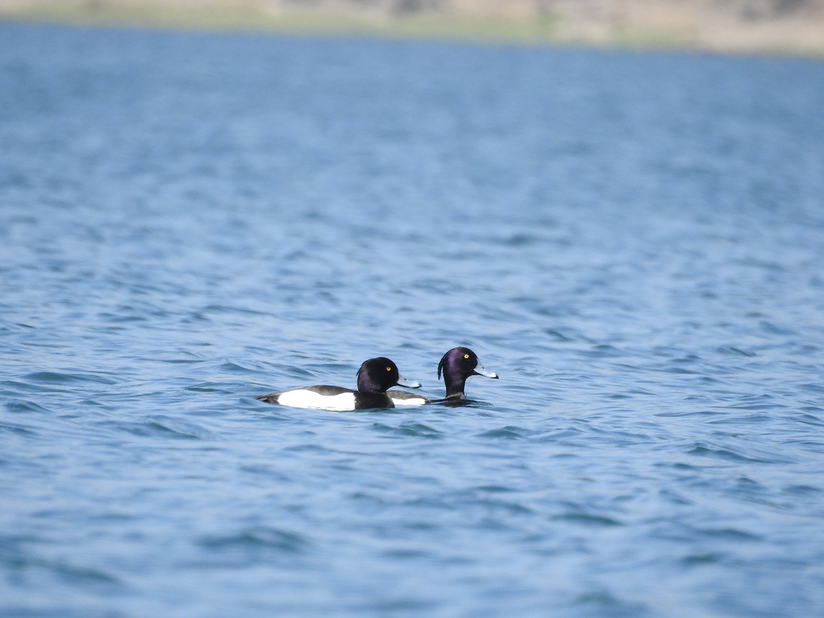 Tufted Duck - ML74349431