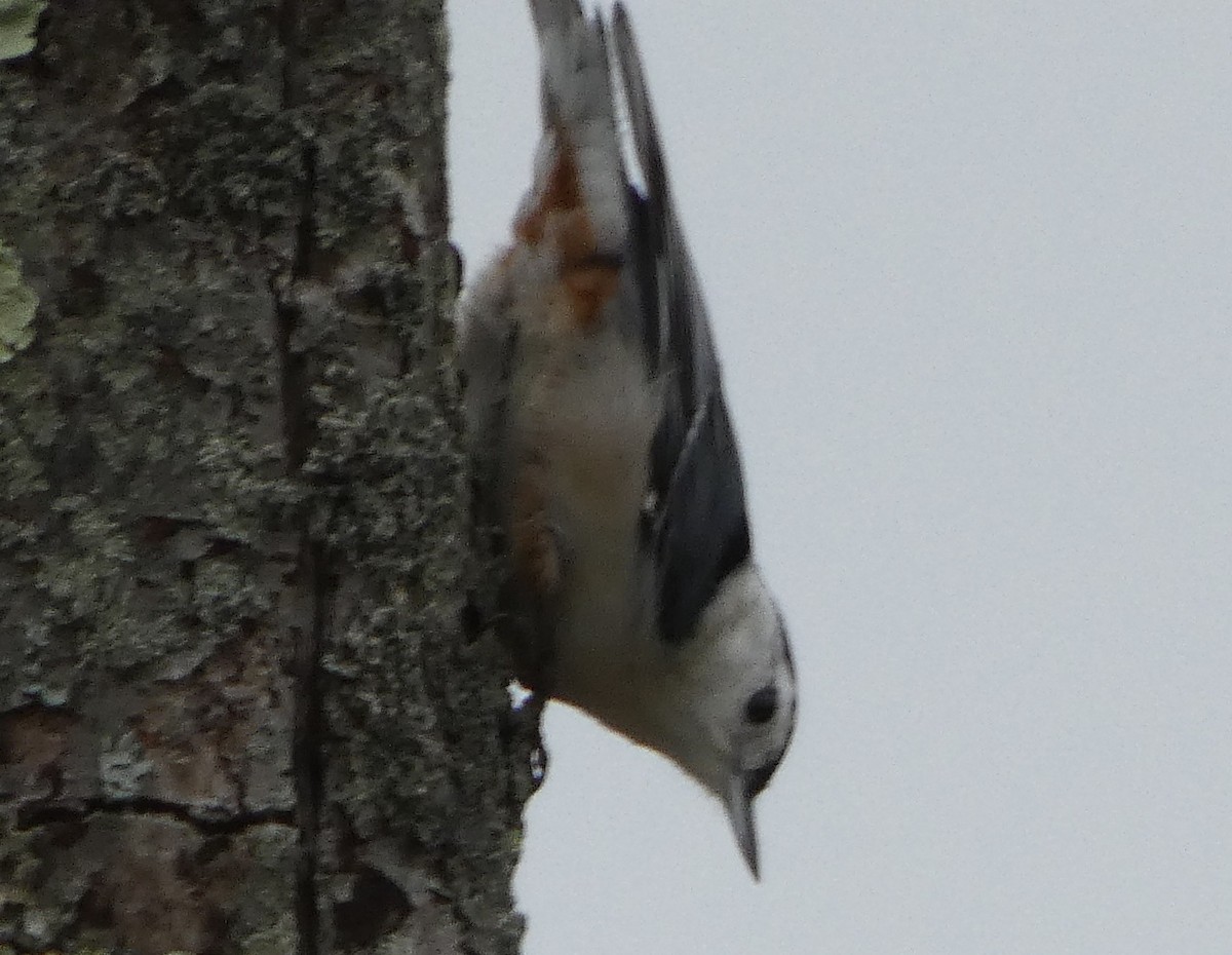 White-breasted Nuthatch - ML74351191