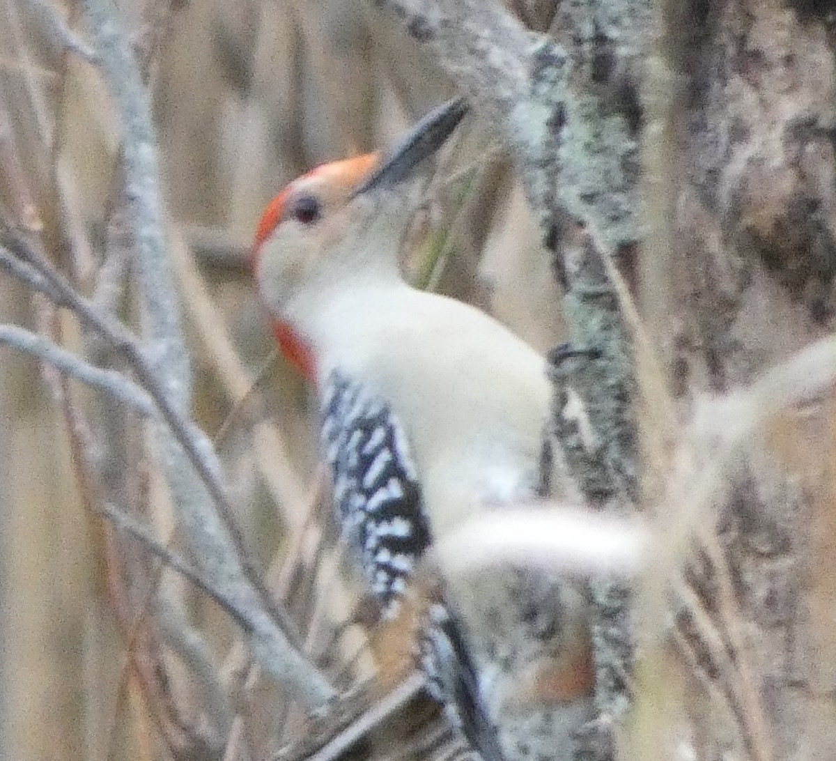 Red-bellied Woodpecker - ML74351301
