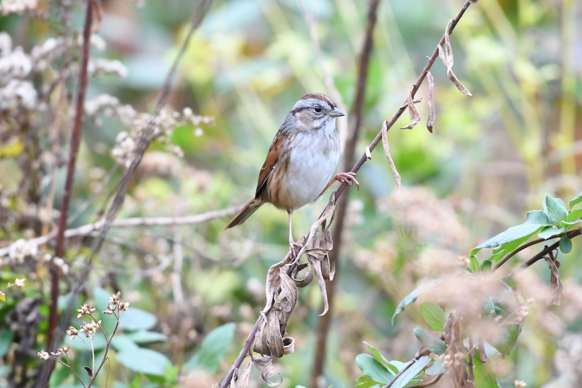 Swamp Sparrow - Barry Blust