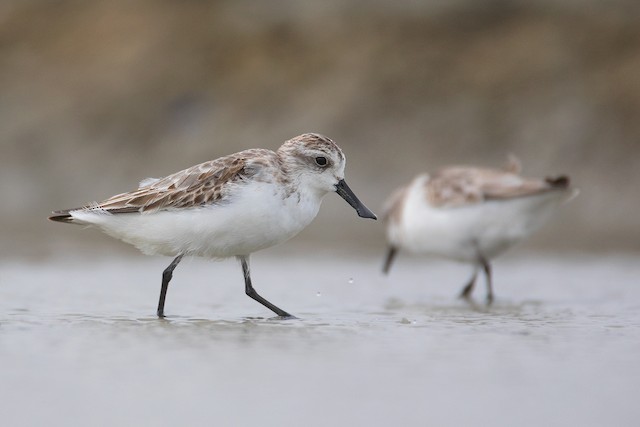Formative Plumage (left). - Spoon-billed Sandpiper - 
