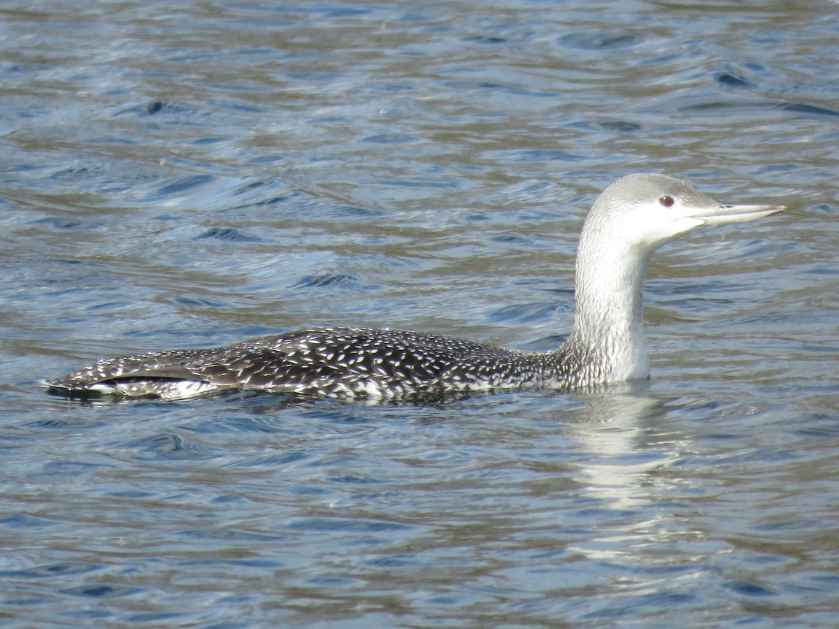 Red-throated Loon - james magaldi