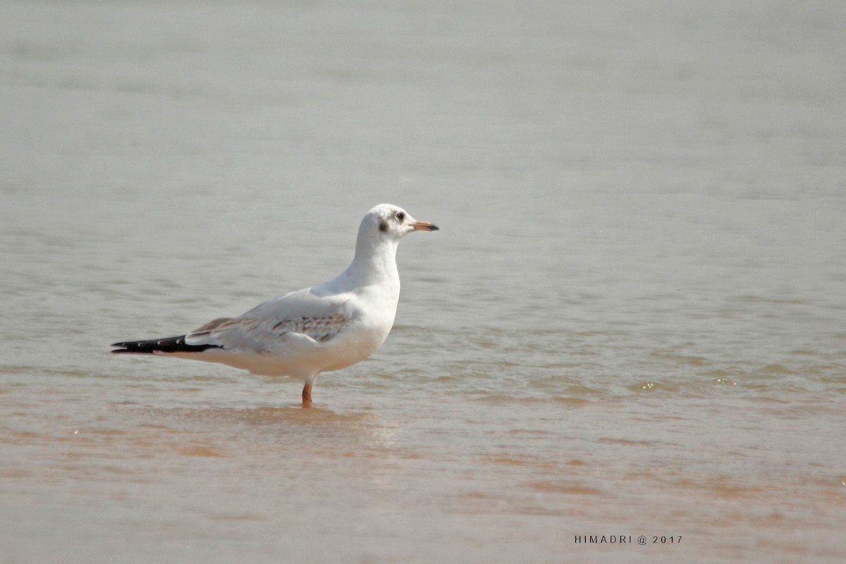 Brown-headed Gull - Himadri Banerjee
