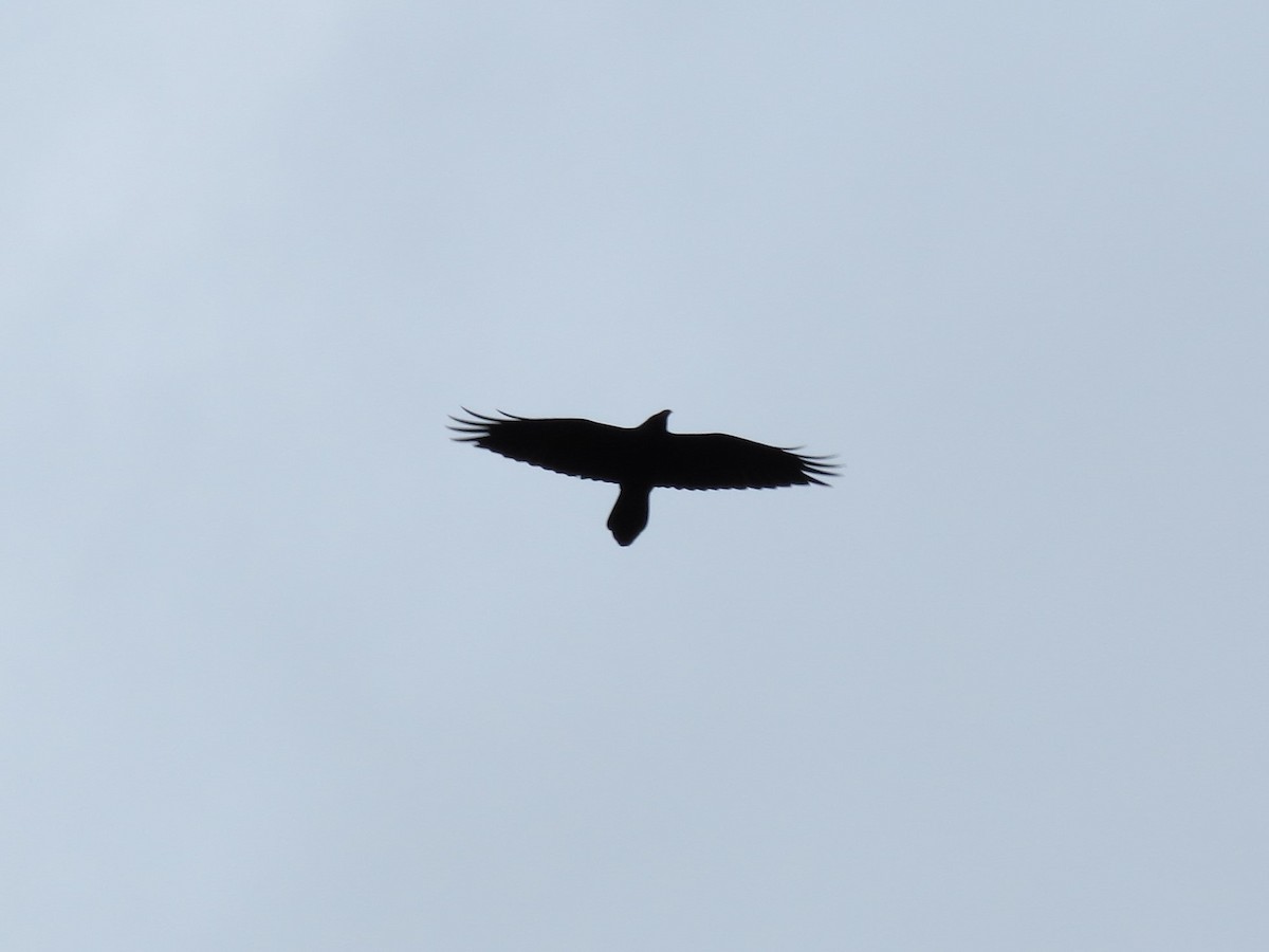 Common Raven - ML74359861