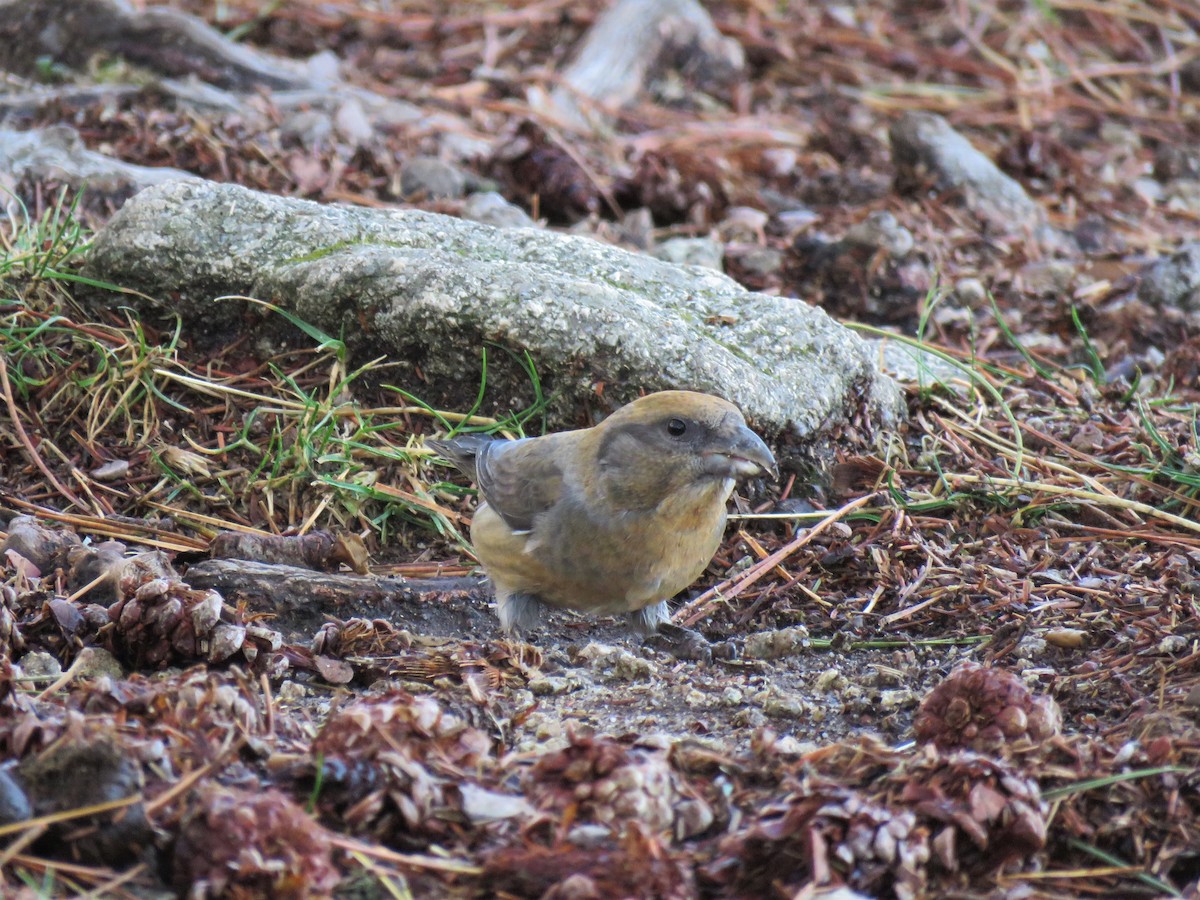 Red Crossbill (Corsican) - ML74361361