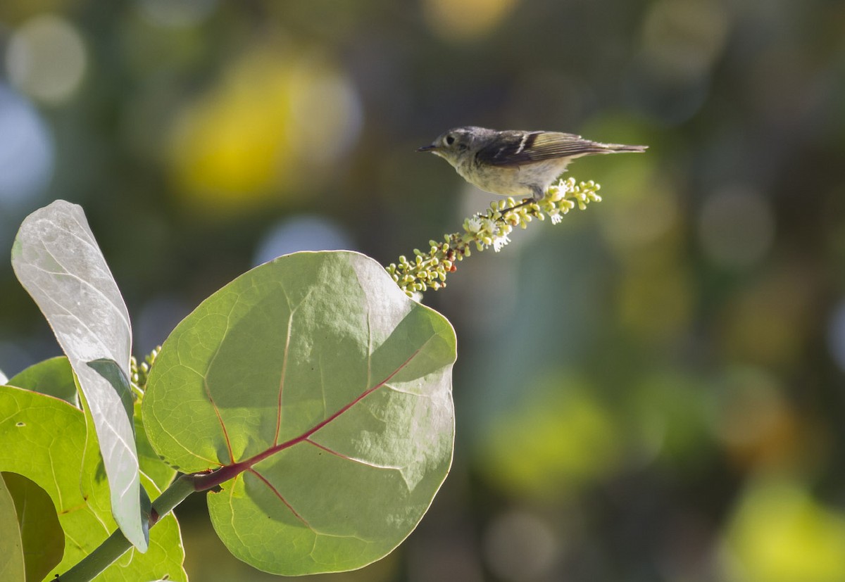 Ruby-crowned Kinglet - Michael Todd