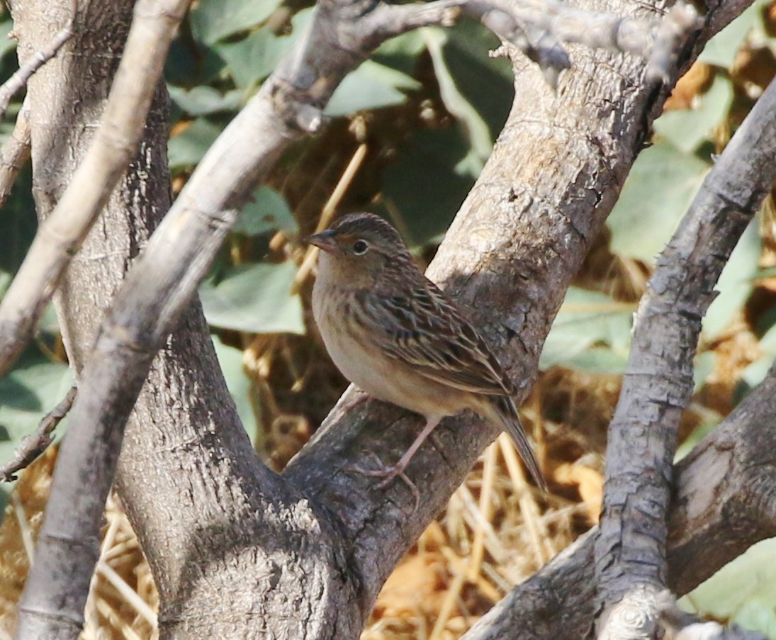 Grasshopper Sparrow - ML74369681