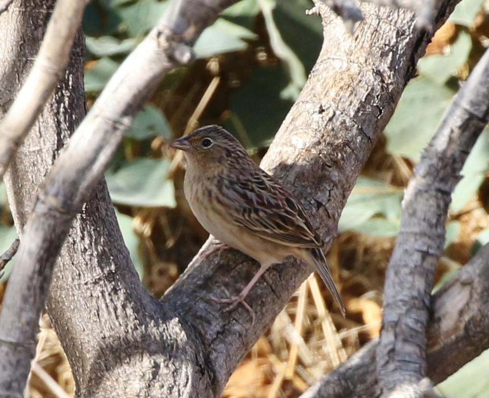 Grasshopper Sparrow - ML74369741
