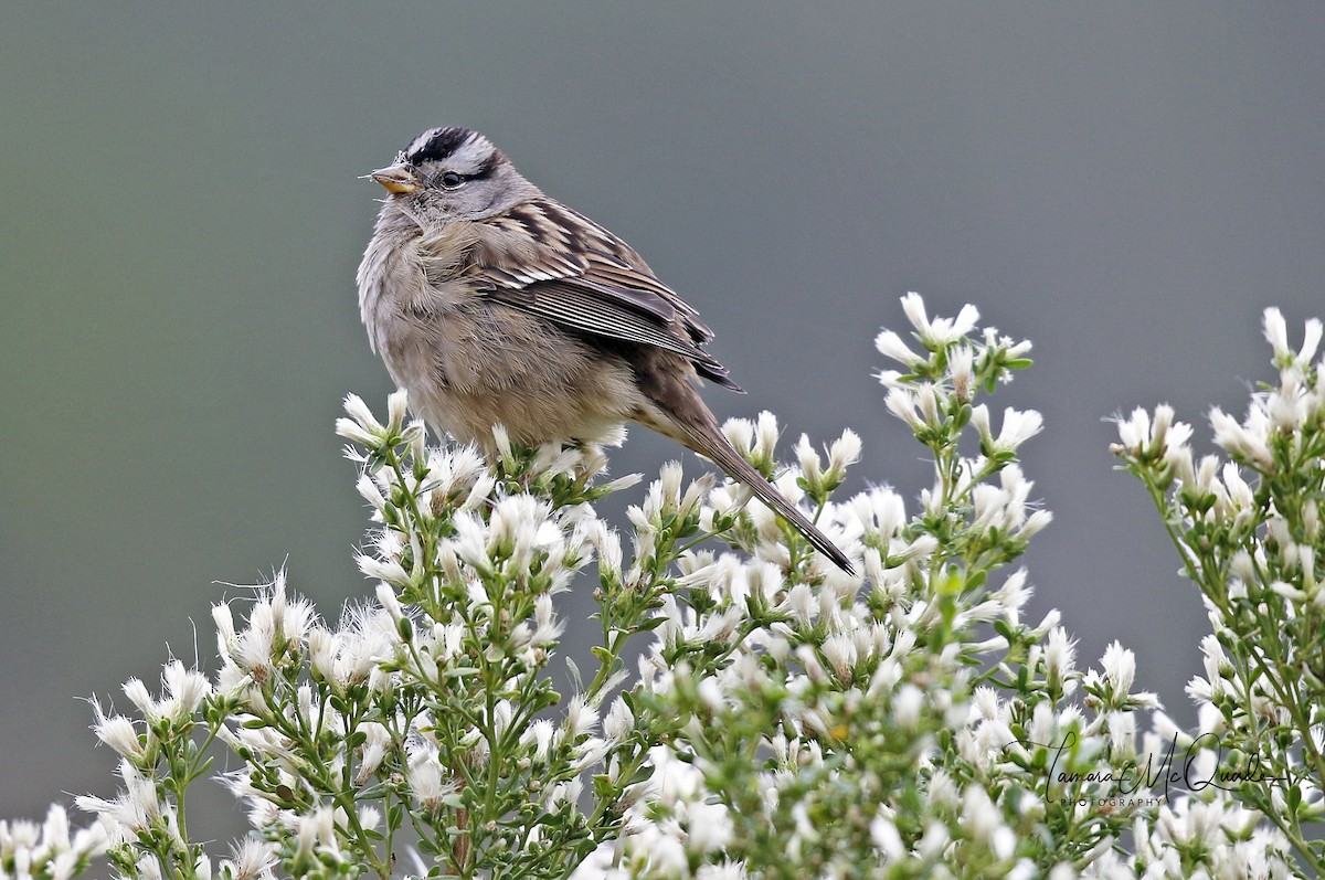 White-crowned Sparrow - Tammy McQuade