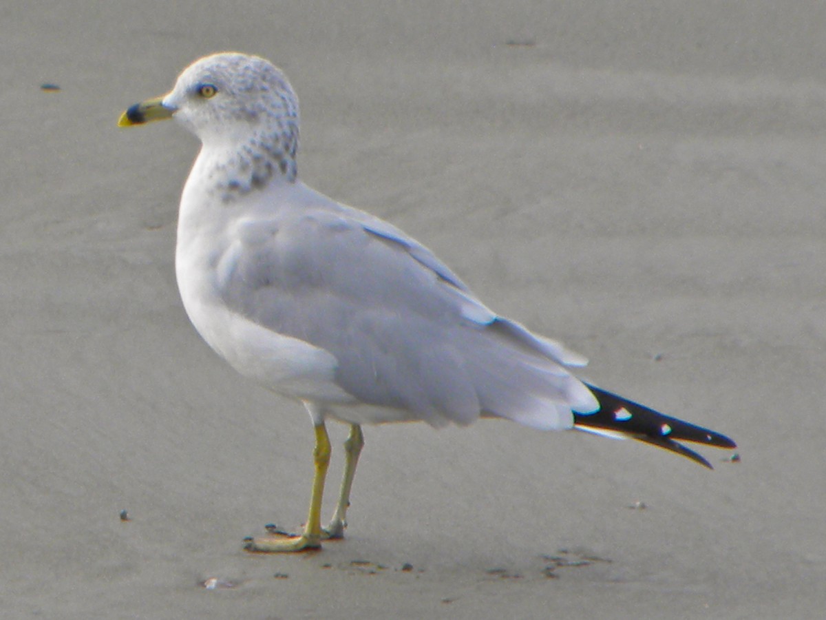 Ring-billed Gull - Ben Newhouse
