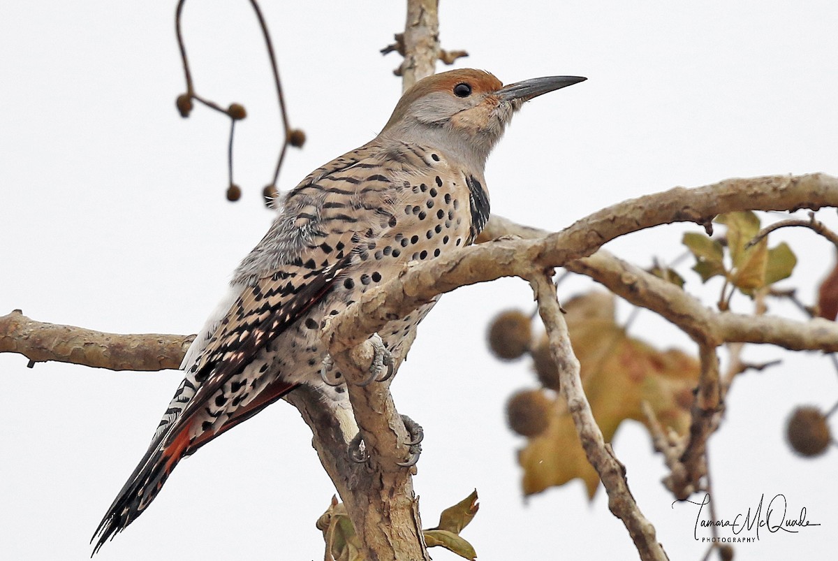 Northern Flicker (Red-shafted) - Tammy McQuade