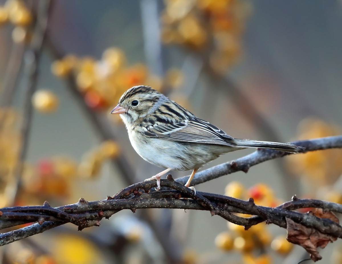Clay-colored Sparrow - ML74379901
