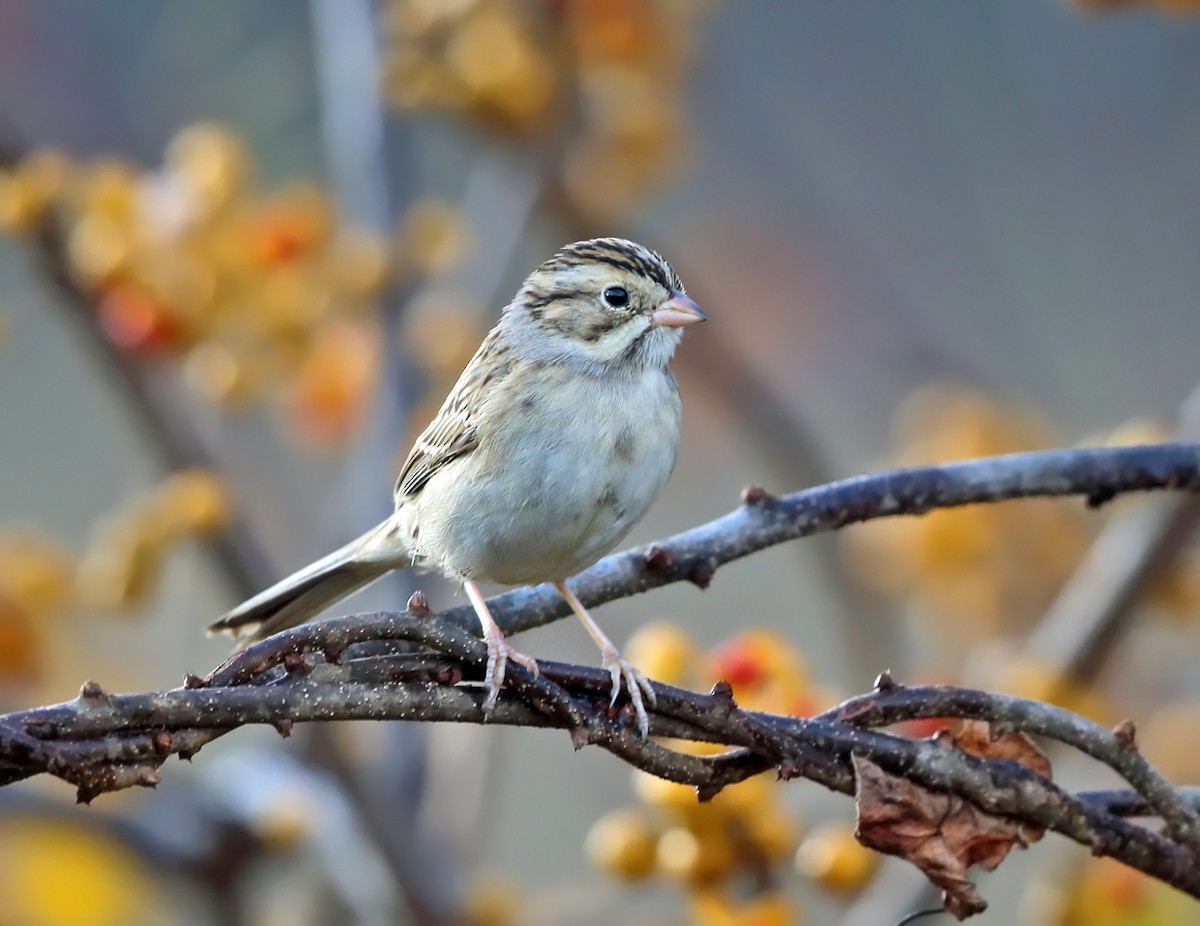 Clay-colored Sparrow - ML74379911