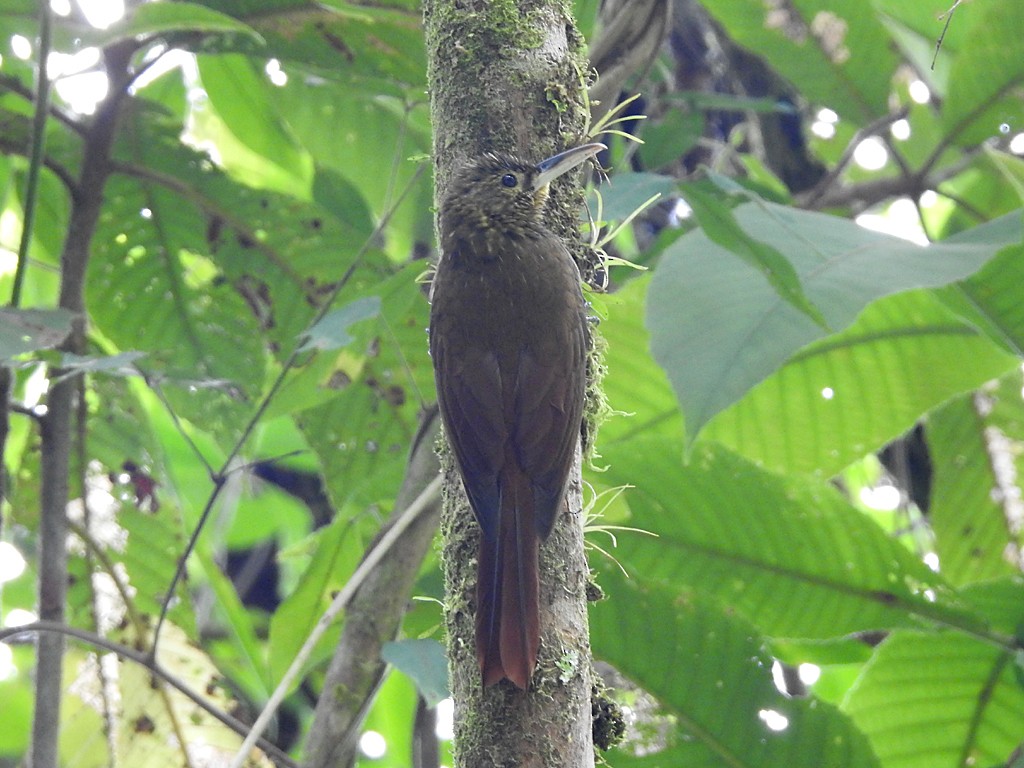 Spotted Woodcreeper - ML74380321