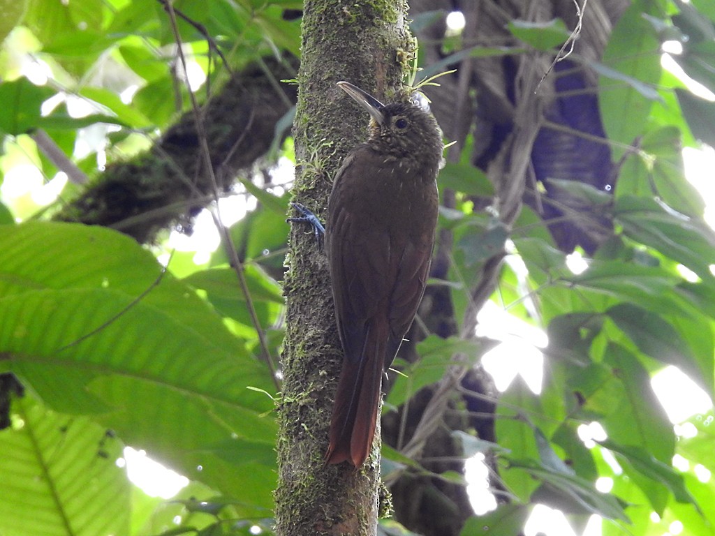 Spotted Woodcreeper - Richard Garrigues
