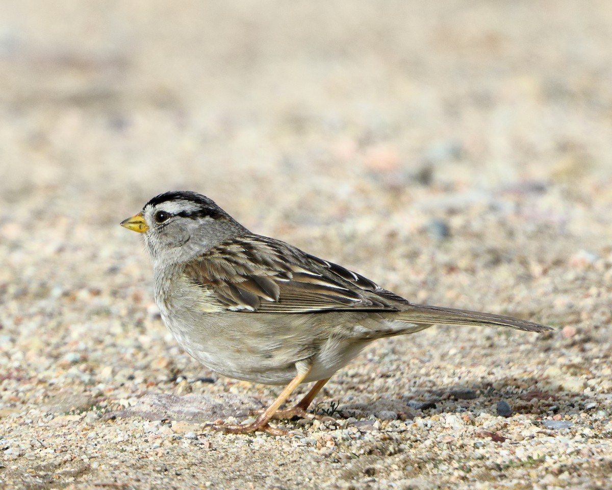 White-crowned Sparrow - ML74381281
