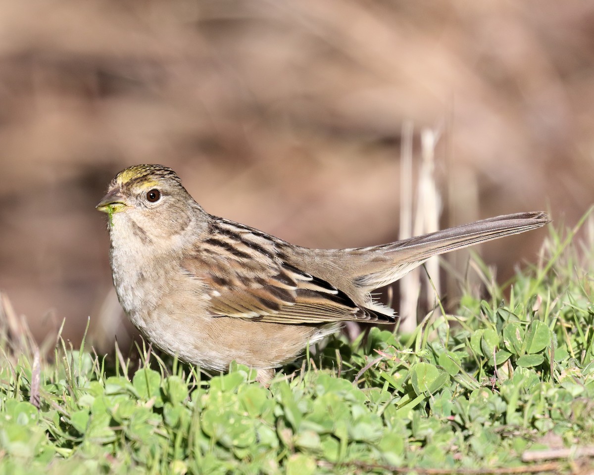 Golden-crowned Sparrow - Ian K Barker