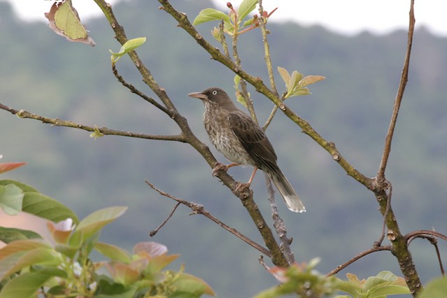 Pearly-eyed Thrasher in aggressive stance. -  - 