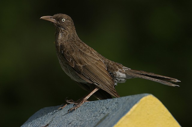  Pearly-eyed Thrasher (subspecies <em class="SciName">bonairensis</em>).