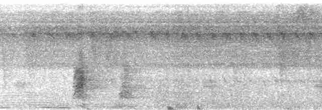 Boz Kanatlı Borazankuşu (crepitans) - ML74387