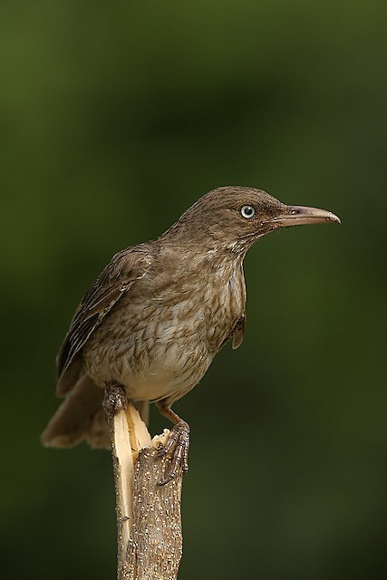  Pearly-eyed Thrasher (subspecies <em class="SciName">bonairensis</em>).
