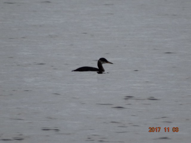 Red-necked Grebe - ML74387911