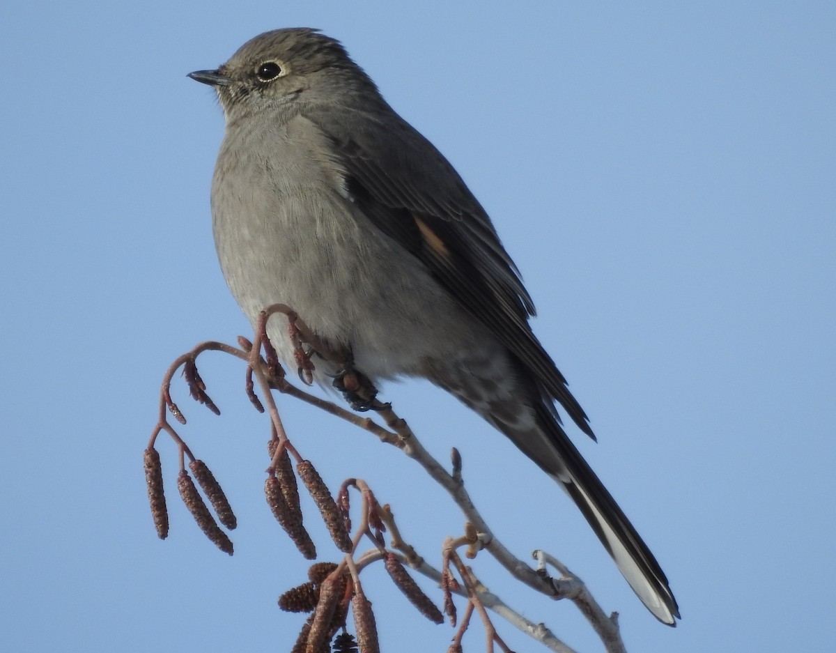 Townsend's Solitaire - ML74387991
