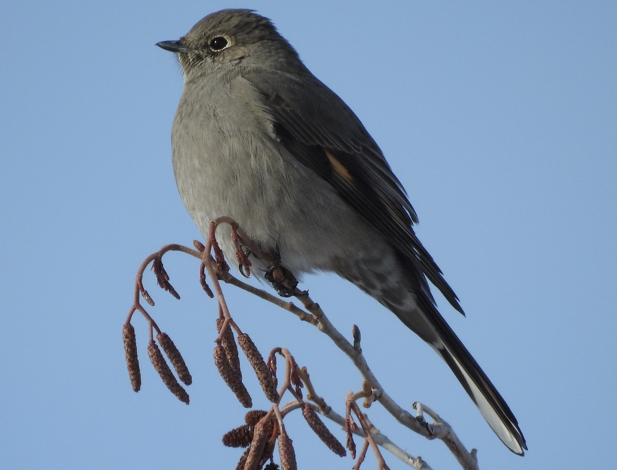 Townsend's Solitaire - ML74388011