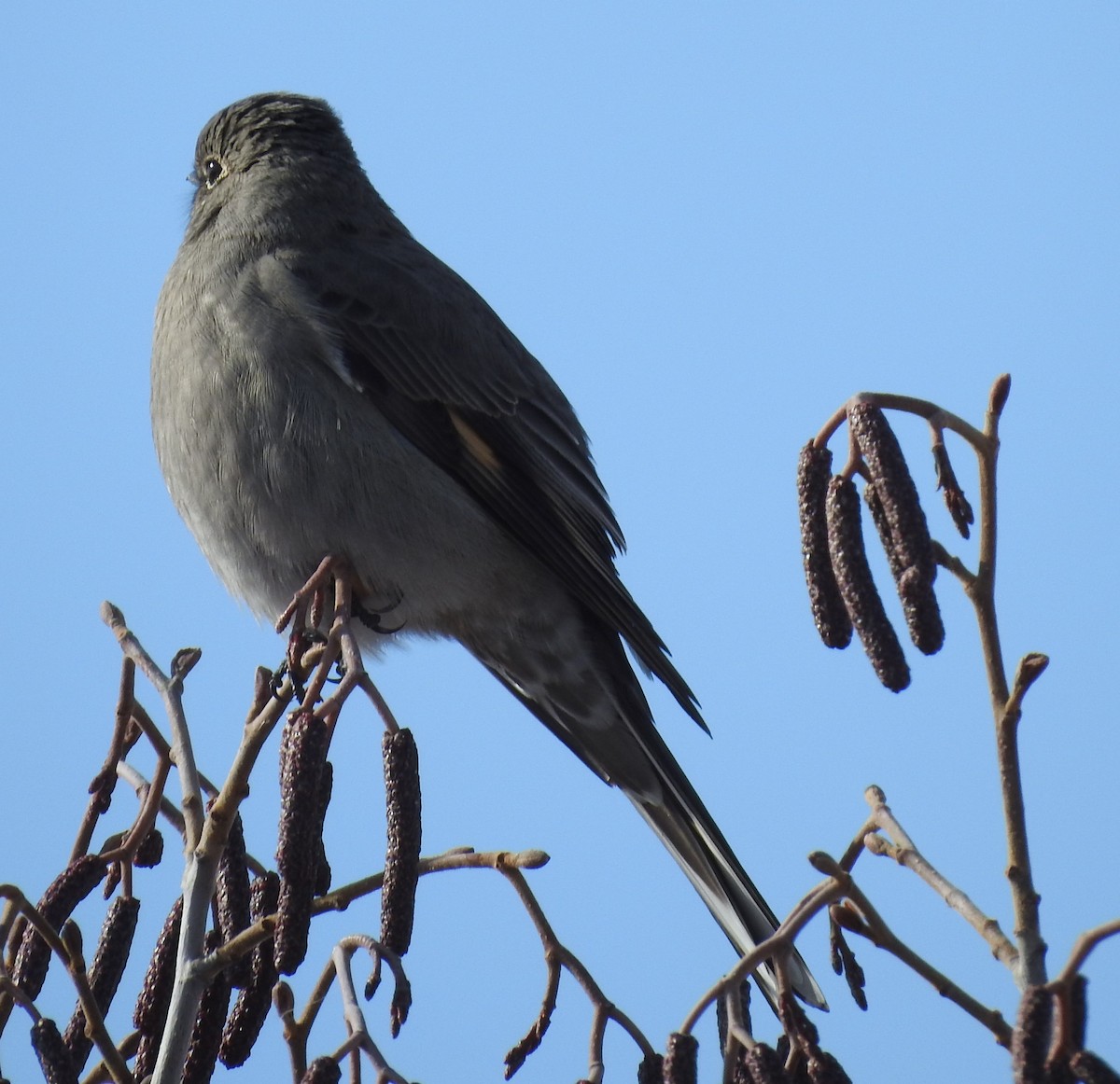 Townsend's Solitaire - ML74388021