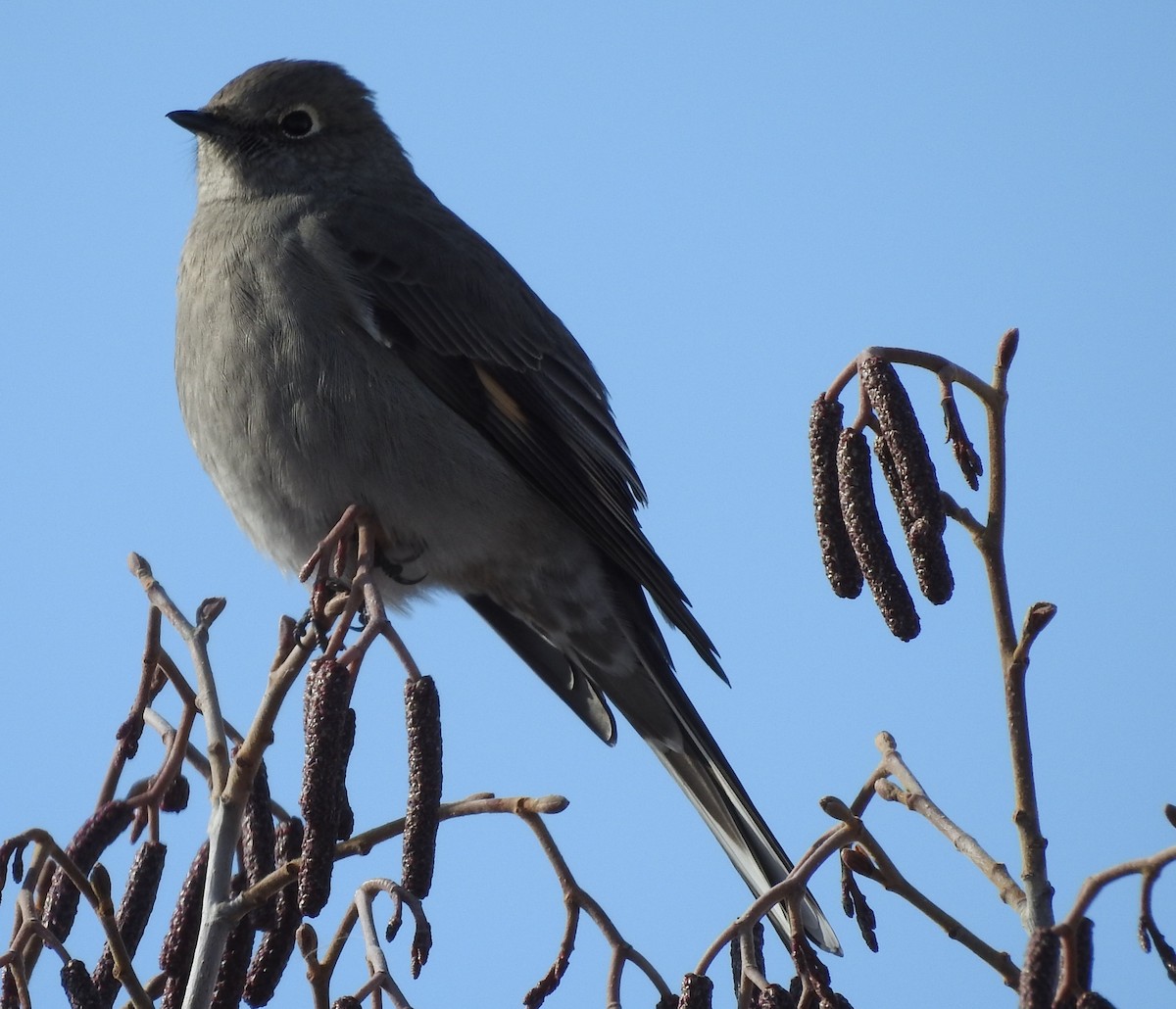 Townsend's Solitaire - ML74388041