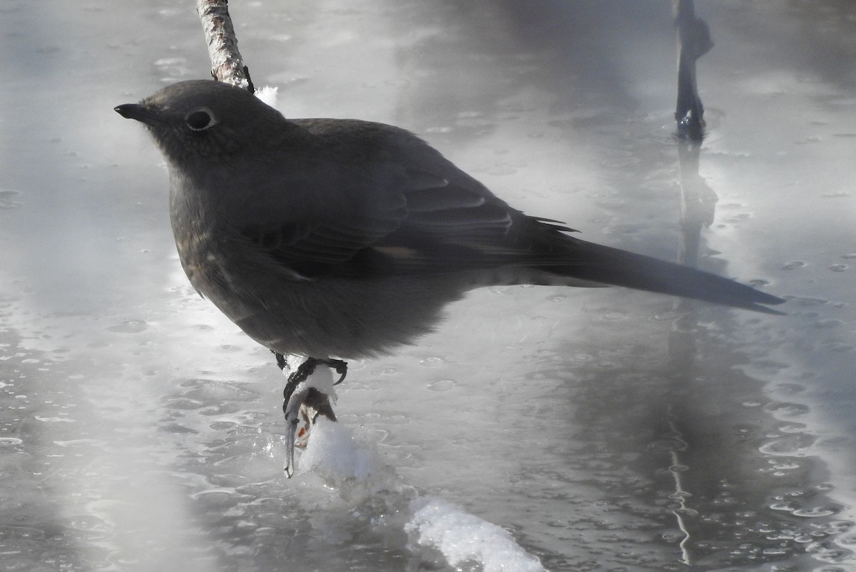 Townsend's Solitaire - ML74388071
