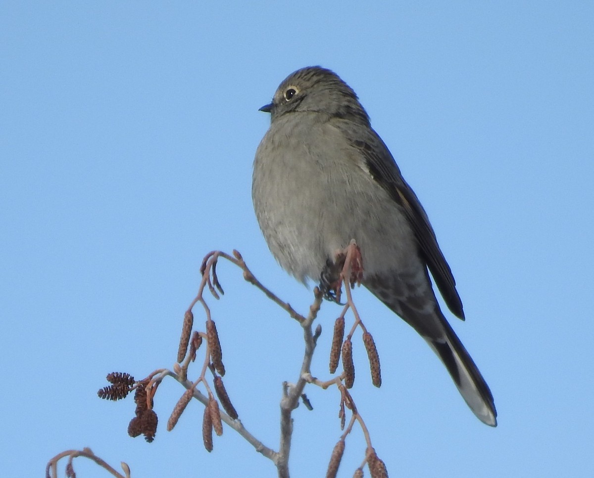 Townsend's Solitaire - ML74388101