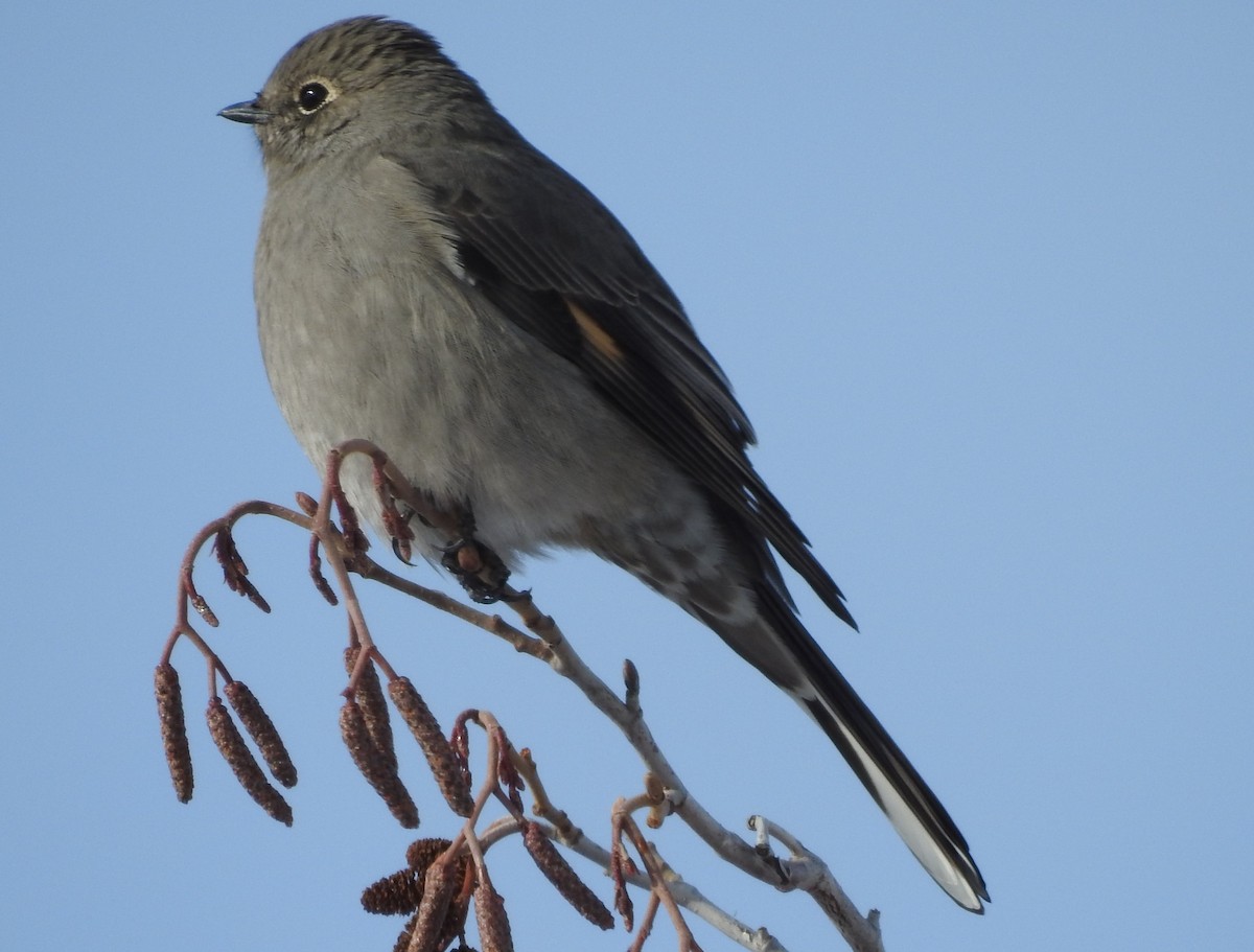 Townsend's Solitaire - ML74388121