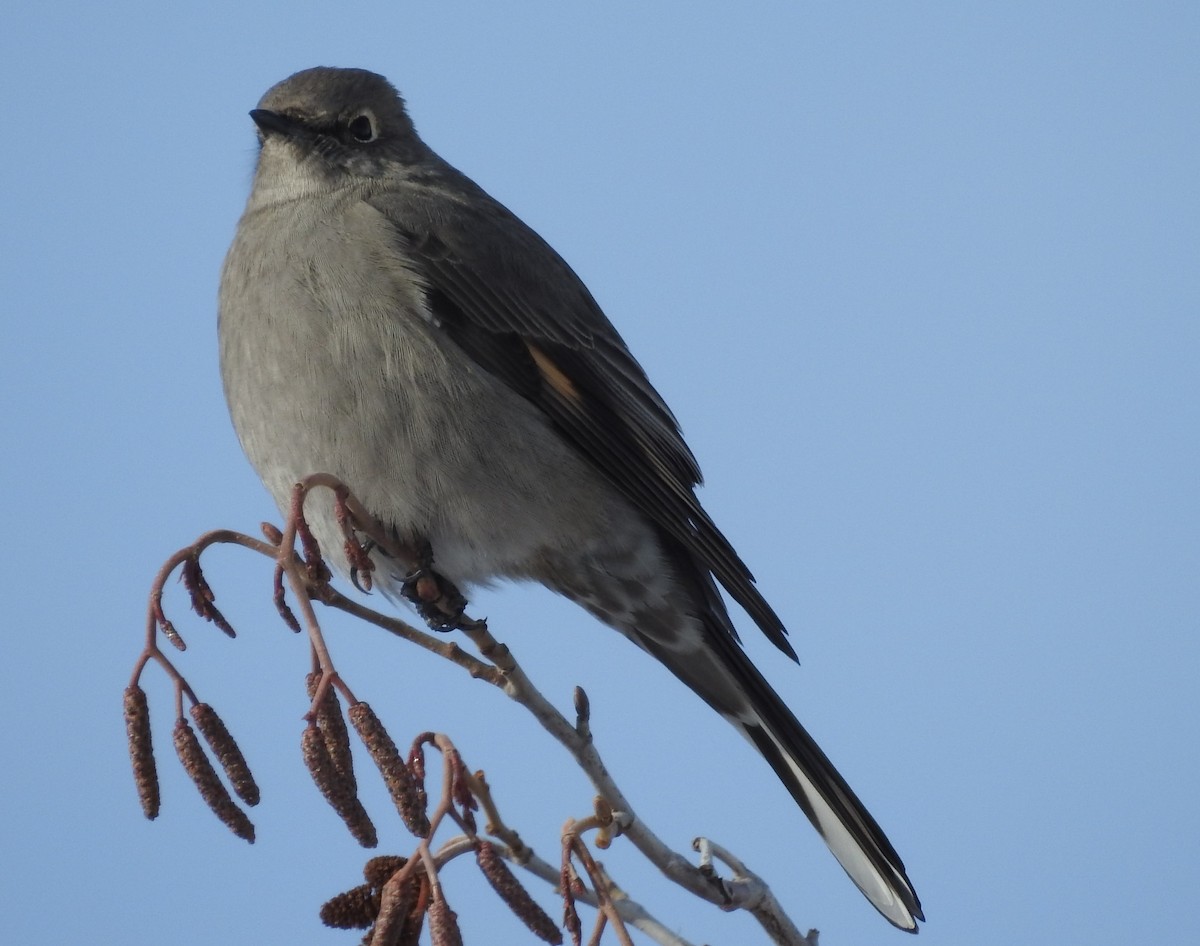 Townsend's Solitaire - ML74388141