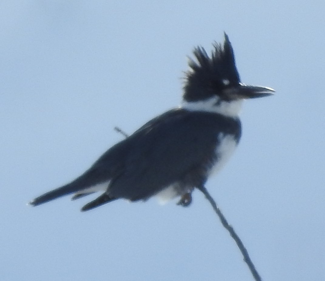 Belted Kingfisher - Shane Sater